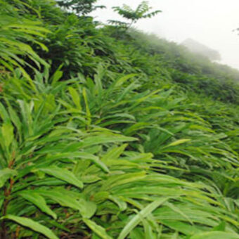 Cardamom Estate for sale in kerala Cardamom Estate for sale in kerala