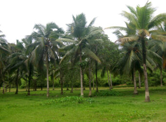 Coconut farm for sale in pannaipuram Coconut farm for sale in pannaipuram