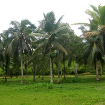 Coconut farm for sale in pannaipuram Coconut farm for sale in pannaipuram