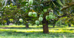 Mango farm for sale in periyakulam