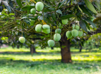 Mango farm for sale in periyakulam Mango farm for sale in periyakulam