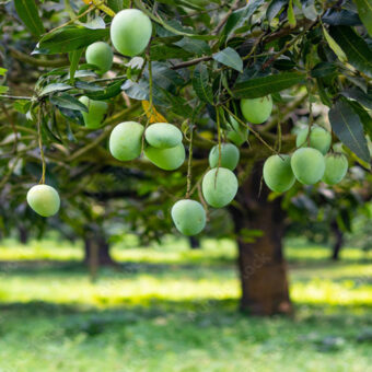 Mango farm for sale in periyakulam Mango farm for sale in periyakulam