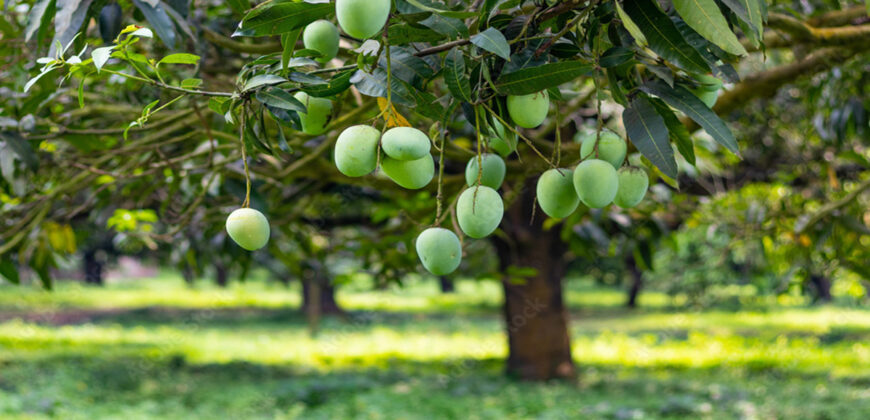 Mango farm for sale in periyakulam