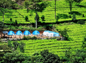 Tea Estate for sale in wayanad kerala Tea Estate for sale in wayanad kerala