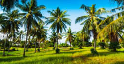 Coconut Farm for sale in batlagundu Coconut Farm for sale in batlagundu