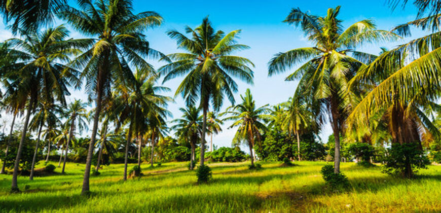 Coconut Farm for sale in batlagundu