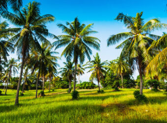 Coconut Farm for sale in batlagundu Coconut Farm for sale in batlagundu