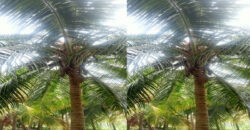 Coconut Farm for sale in batlagundu Coconut Farm for sale in batlagundu
