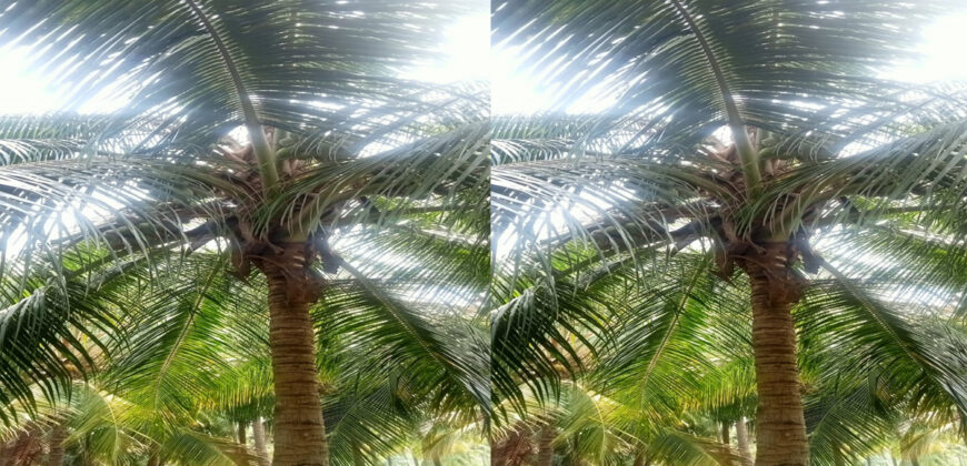 Coconut Farm for sale in batlagundu