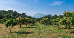 Mango farm for sale in periyakulam