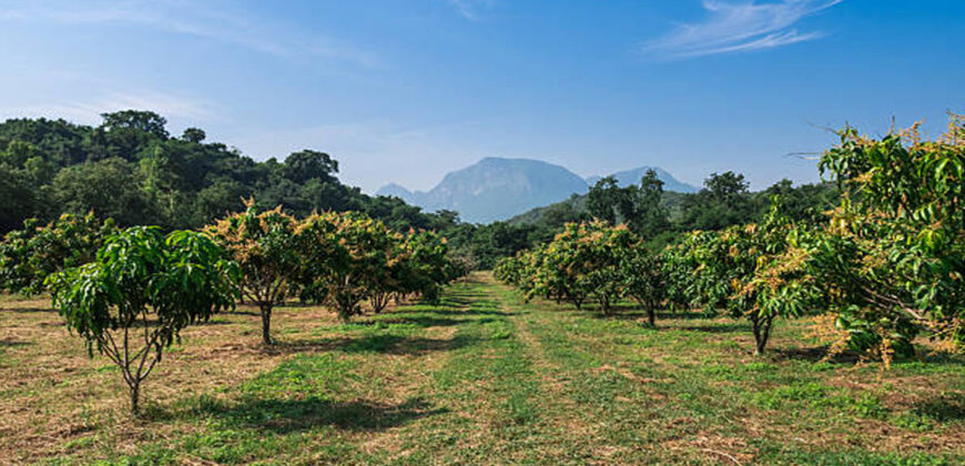 Mango farm for sale in periyakulam