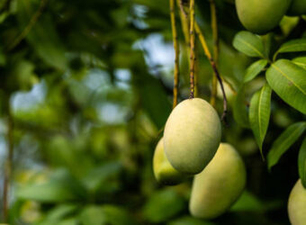 Mango Farm for sale in nearby Periyakulam Mango Farm for sale in nearby Periyakulam