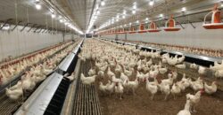 Poultry Farm for sale in periyakulam Poultry Farm for sale in periyakulam
