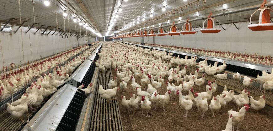 Poultry Farm for sale in periyakulam