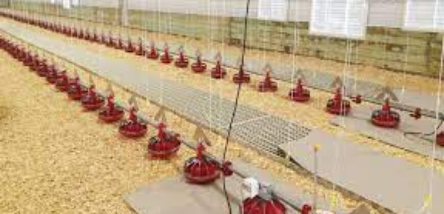 Poultry Farm for sale in periyakulam