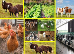 Farms Farms