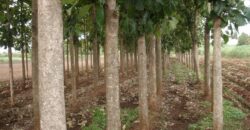 28 Acres Agriculture Land For Sale in Theni