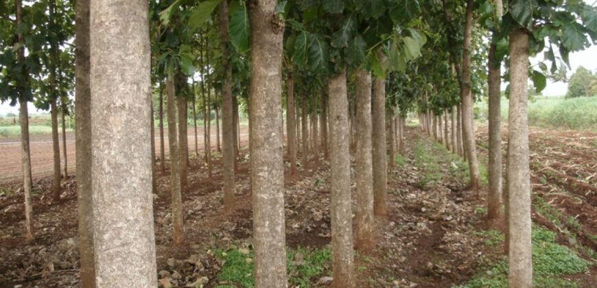 28 Acres Agriculture Land For Sale in Theni