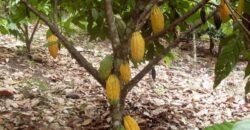 28 Acres Agriculture Land For Sale in Theni