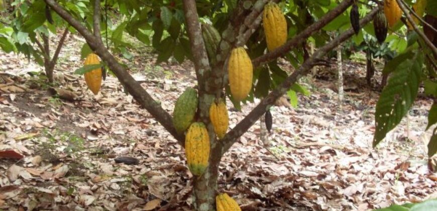 28 Acres Agriculture Land For Sale in Theni