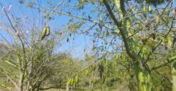 190 Acers Agriculture Land For Sale in Theni