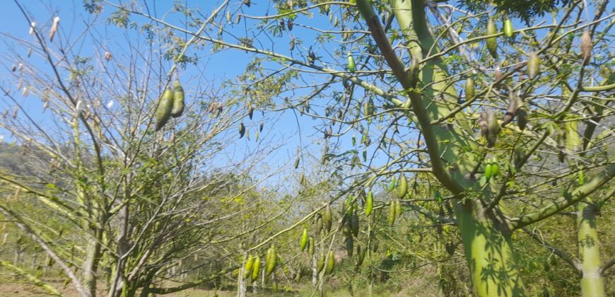 190 Acers Agriculture Land For Sale in Theni