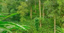 500 Acers Cardamom Pepper and Coffee Estate For Sale In Kerala