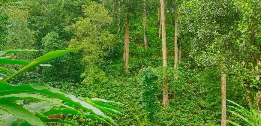 500 Acers Cardamom Pepper and Coffee Estate For Sale In Kerala