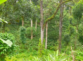 500 Acers Cardamom Pepper and Coffee Estate For Sale In Kerala 500 Acers Cardamom Pepper and Coffee Estate For Sale In Kerala