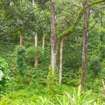 500 Acers Cardamom Pepper and Coffee Estate For Sale In Kerala