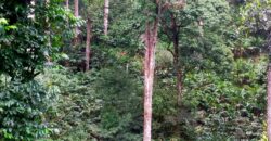 500 Acers Cardamom Pepper and Coffee Estate For Sale In Kerala
