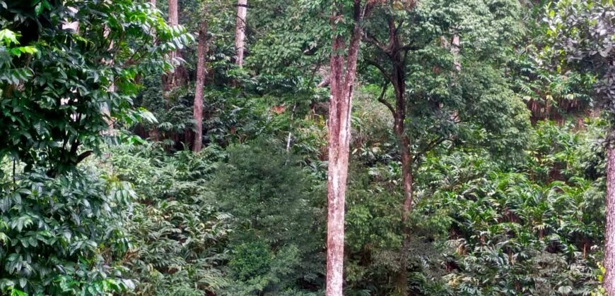 500 Acers Cardamom Pepper and Coffee Estate For Sale In Kerala