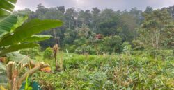 500 Acers Cardamom Pepper and Coffee Estate For Sale In Kerala