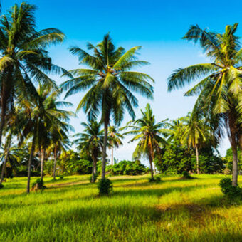 28 Acres Agriculture Land For Sale in Theni 28 Acres Agriculture Land For Sale in Theni