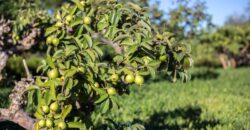 28 Acres Agriculture Land For Sale in Theni