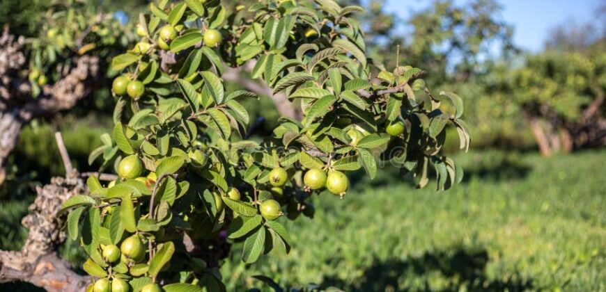 28 Acres Agriculture Land For Sale in Theni