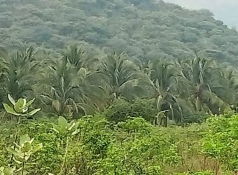 460 Acers Agriculture Land For Sale in Theni District 460 Acers Agriculture Land For Sale in Theni District