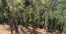 Farm Land For Sale in Kerala Farm Land For Sale in Kerala