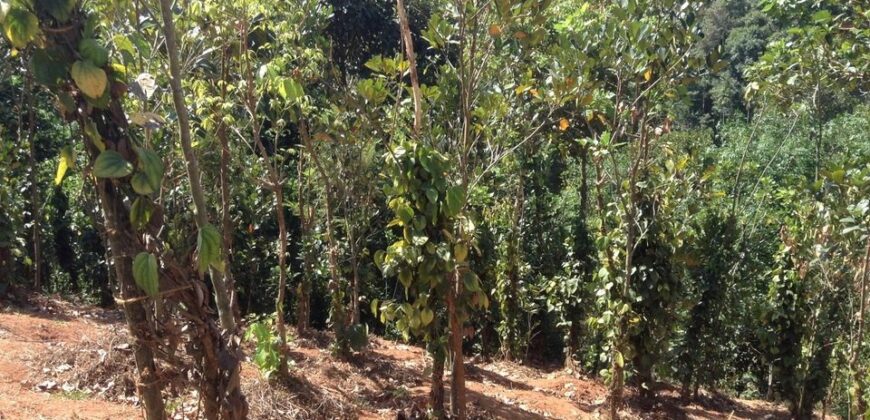 Farm Land For Sale in Kerala