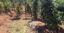 Farm Land For Sale in Kerala Farm Land For Sale in Kerala