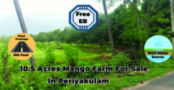 10 Acres Mango Farm For Sale in Periyakulam