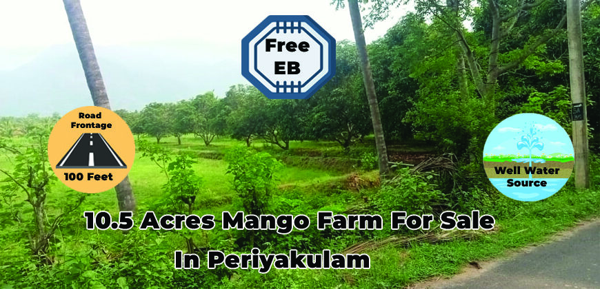 10 Acres Mango Farm For Sale in Periyakulam
