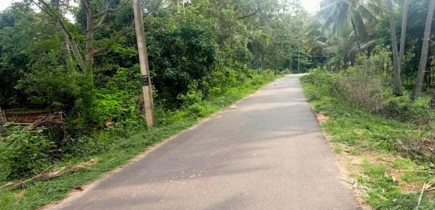 10 Acres Mango Farm For Sale in Periyakulam