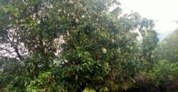 10 Acres Mango Farm For Sale in Periyakulam