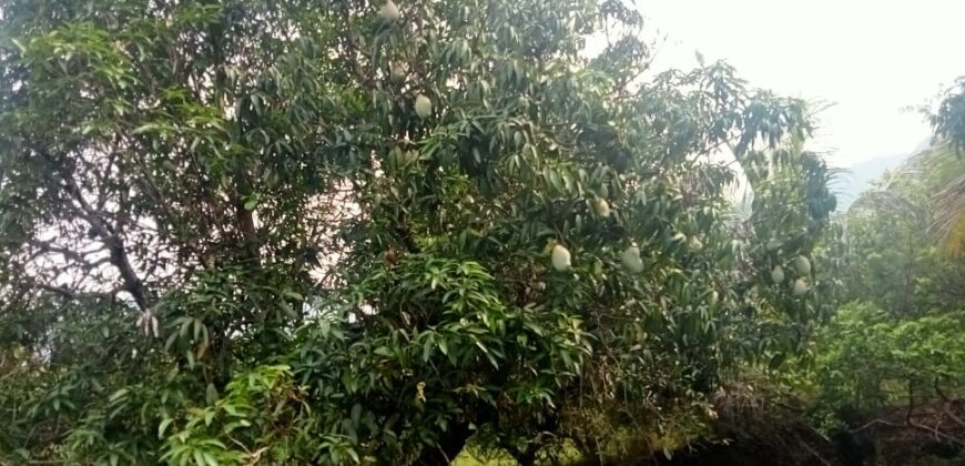 10 Acres Mango Farm For Sale in Periyakulam