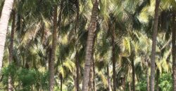 Farm Land For Sale in Chinnamanur