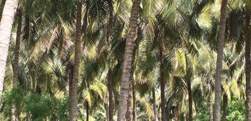 Farm Land For Sale in Chinnamanur