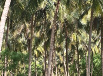 Farm Land For Sale in Chinnamanur Farm Land For Sale in Chinnamanur
