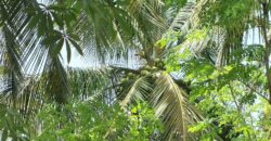 Farm Land For Sale in Chinnamanur