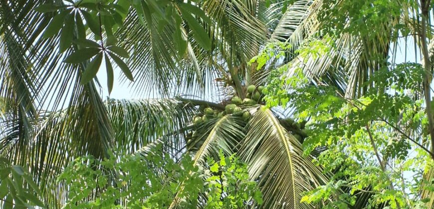 Farm Land For Sale in Chinnamanur